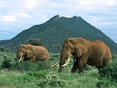 African Elephants
